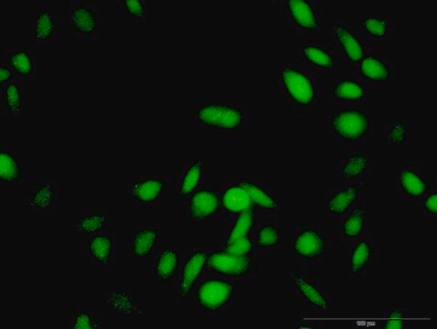 Anti-RNF25 antibody produced in rabbit purified immunoglobulin, buffered aqueous solution