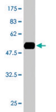 Monoclonal Anti-GTF2E2 antibody produced in mouse clone 2C3, ascites fluid