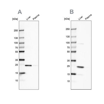 Anti-CRP antibody produced in rabbit Prestige Antibodies&#174; Powered by Atlas Antibodies, affinity isolated antibody, buffered aqueous glycerol solution, Ab2