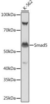 Anti- Smad5 antibody produced in rabbit