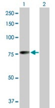 Anti-MGRN1 antibody produced in rabbit purified immunoglobulin, buffered aqueous solution