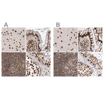 Anti-PPP1R8 antibody produced in rabbit Prestige Antibodies&#174; Powered by Atlas Antibodies, affinity isolated antibody, buffered aqueous glycerol solution, Ab1