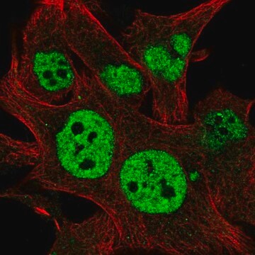 Anti-TESK2 antibody produced in rabbit Prestige Antibodies&#174; Powered by Atlas Antibodies, affinity isolated antibody