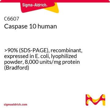 Caspase 10 human &gt;90% (SDS-PAGE), recombinant, expressed in E. coli, lyophilized powder, 8,000&#160;units/mg protein (Bradford)