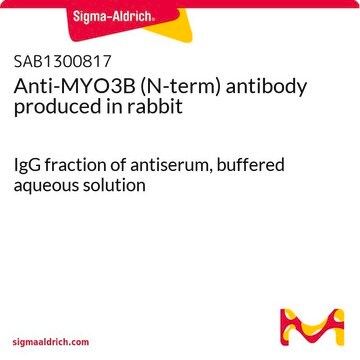 Anti-MYO3B (N-term) antibody produced in rabbit IgG fraction of antiserum, buffered aqueous solution