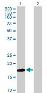 Anti-LY96 antibody produced in mouse IgG fraction of antiserum, buffered aqueous solution