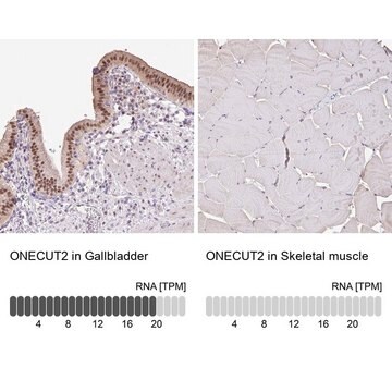 Anti-ONECUT2 antibody produced in rabbit Prestige Antibodies&#174; Powered by Atlas Antibodies, affinity isolated antibody, buffered aqueous glycerol solution