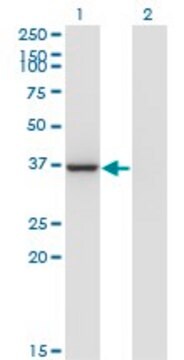 Monoclonal Anti-LZTFL1 antibody produced in mouse clone 1B1, purified immunoglobulin, buffered aqueous solution