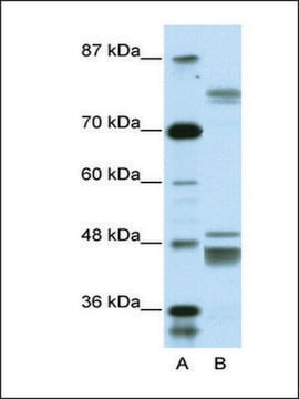 Anti-ZNF607 antibody produced in rabbit affinity isolated antibody