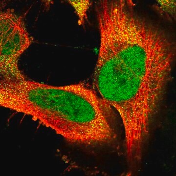 Anti-FAM172A antibody produced in rabbit Prestige Antibodies&#174; Powered by Atlas Antibodies, affinity isolated antibody