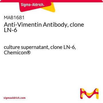 Anti-Vimentin Antibody, clone LN-6 culture supernatant, clone LN-6, Chemicon&#174;