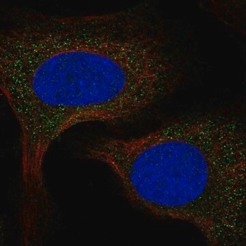 Anti-Spcs2 Antibody Produced In Rabbit Prestige Antibodies&#174; Powered by Atlas Antibodies, affinity isolated antibody, buffered aqueous glycerol solution