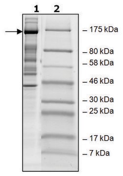 UTX human recombinant, expressed in baculovirus infected Sf9 cells, &#8805;40% (SDS-PAGE)