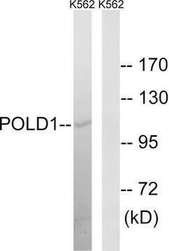 Anti-POLD1 antibody produced in rabbit affinity isolated antibody