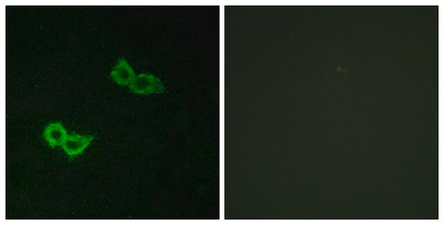 Anti-GPR150 antibody produced in rabbit affinity isolated antibody