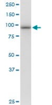 Anti-PSMD2 antibody produced in mouse purified immunoglobulin, buffered aqueous solution