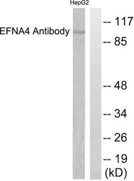 Anti-EFNA4 antibody produced in rabbit affinity isolated antibody