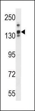 ANTI-LRRC16A(C-TERMINAL) antibody produced in rabbit affinity isolated antibody, buffered aqueous solution