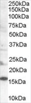 Anti-SH2D1A/SLAM Associated Protein antibody produced in goat affinity isolated antibody, buffered aqueous solution