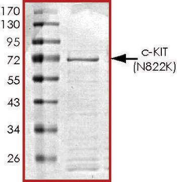 c-KIT (N822K), active, GST tagged human PRECISIO&#174;, recombinant, expressed in baculovirus infected Sf9 cells, &#8805;70% (SDS-PAGE), buffered aqueous glycerol solution