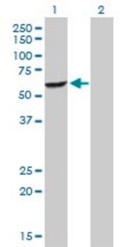 Anti-DEPDC7 antibody produced in rabbit purified immunoglobulin, buffered aqueous solution