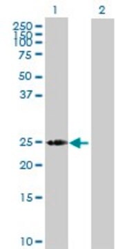 Anti-LOC391763 antibody produced in mouse purified immunoglobulin, buffered aqueous solution