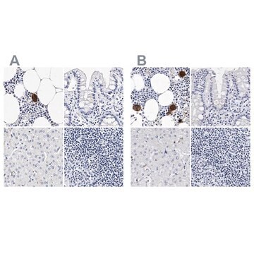 Anti-ITGA2B antibody produced in rabbit Prestige Antibodies&#174; Powered by Atlas Antibodies, affinity isolated antibody, buffered aqueous glycerol solution