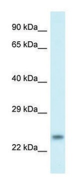 Anti-RND1 (C-terminal) antibody produced in rabbit affinity isolated antibody