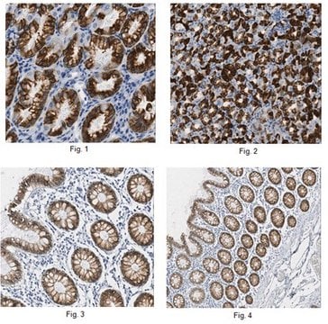 Anti-AGR2 Antibody, clone 5G1.1 clone 5G1.1, from mouse