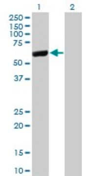 Monoclonal Anti-LAP3 antibody produced in mouse clone 4G10, purified immunoglobulin, buffered aqueous solution