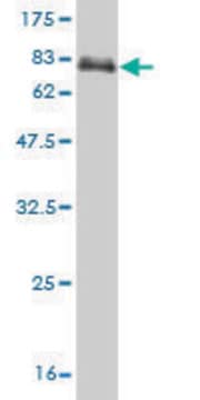 ANTI-PAX8 antibody produced in mouse clone 1C3, purified immunoglobulin, buffered aqueous solution