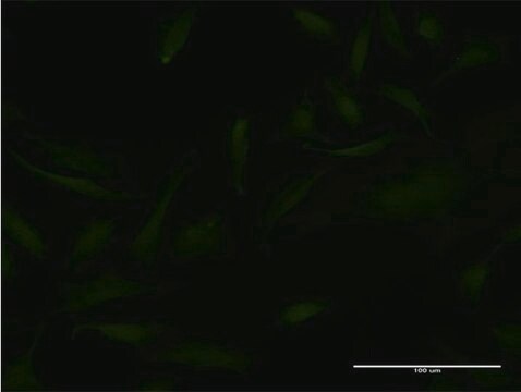 ANTI-EMX2 antibody produced in mouse clone 4D8, purified immunoglobulin, buffered aqueous solution