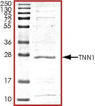 Troponin1, His tagged human recombinant, expressed in E. coli, &#8805;70% (SDS-PAGE), buffered aqueous glycerol solution