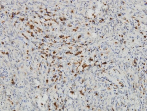 Monoclonal Anti-INDO antibody produced in mouse clone 4D2, purified immunoglobulin, buffered aqueous solution