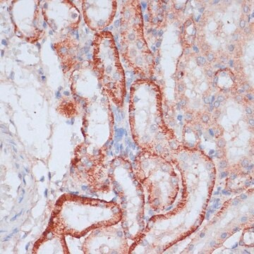 Anti-RPL31 antibody produced in rabbit