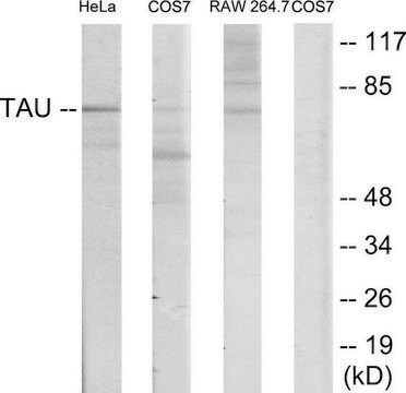 Anti-TAU antibody produced in rabbit affinity isolated antibody