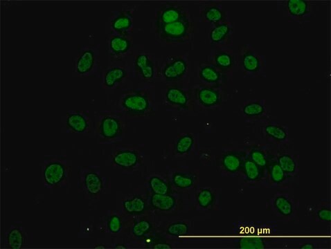 Monoclonal Anti-SURB7 antibody produced in mouse clone 5A6, purified immunoglobulin, buffered aqueous solution