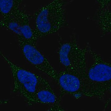 Anti-ARHGDIG antibody produced in rabbit Prestige Antibodies&#174; Powered by Atlas Antibodies, affinity isolated antibody