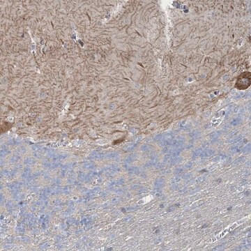 Anti-SHANK1 antibody produced in rabbit Prestige Antibodies&#174; Powered by Atlas Antibodies, affinity isolated antibody, buffered aqueous glycerol solution