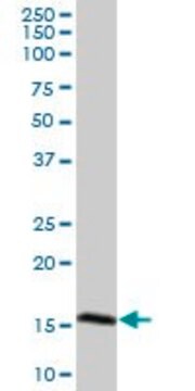 Anti-CAMP antibody produced in mouse IgG fraction of antiserum, buffered aqueous solution