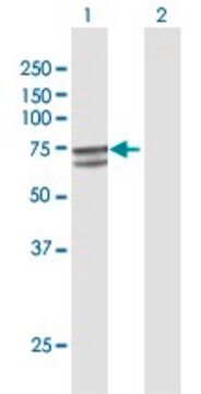 Anti-P4HTM antibody produced in rabbit purified immunoglobulin, buffered aqueous solution