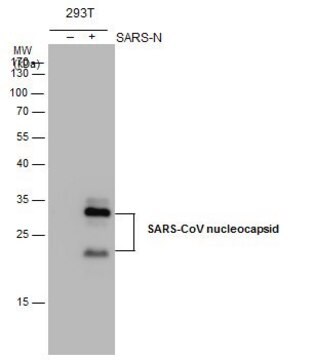 Monoclonal Anti-SARS-CoV Nucleocapsid antibody produced in mouse clone 6H3, affinity isolated antibody