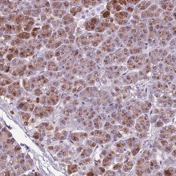 Anti-ADCY7 antibody produced in rabbit Prestige Antibodies&#174; Powered by Atlas Antibodies, affinity isolated antibody, buffered aqueous glycerol solution