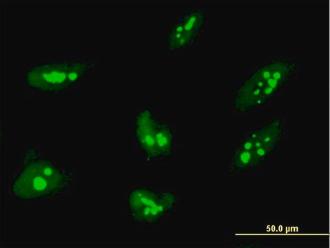 Monoclonal Anti-THAP1 antibody produced in mouse clone 2C1-2F2, purified immunoglobulin, buffered aqueous solution