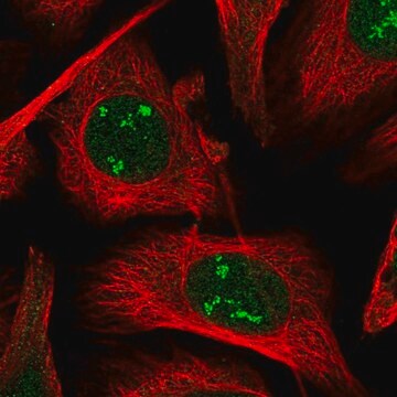 Anti-POLR1A antibody produced in rabbit Prestige Antibodies&#174; Powered by Atlas Antibodies, affinity isolated antibody