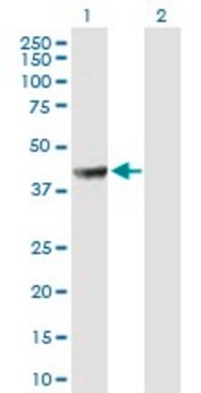 Anti-PABPC5 antibody produced in mouse purified immunoglobulin, buffered aqueous solution