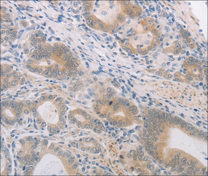 Anti-PGA4 antibody produced in rabbit affinity isolated antibody