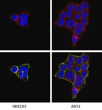 Anticorps anti-intégrine&nbsp;&#945;1, clone&nbsp;FB12 clone FB12, Chemicon&#174;, from mouse