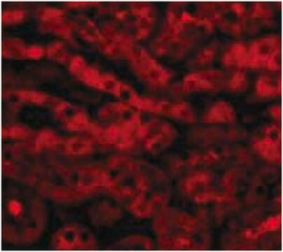 Anti-TIRP Antibody from rabbit, purified by affinity chromatography