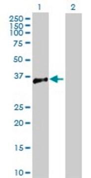 Anti-ATP1B3 antibody produced in rabbit purified immunoglobulin, buffered aqueous solution